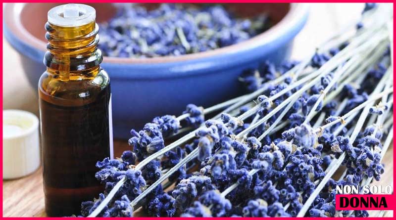 lavanda