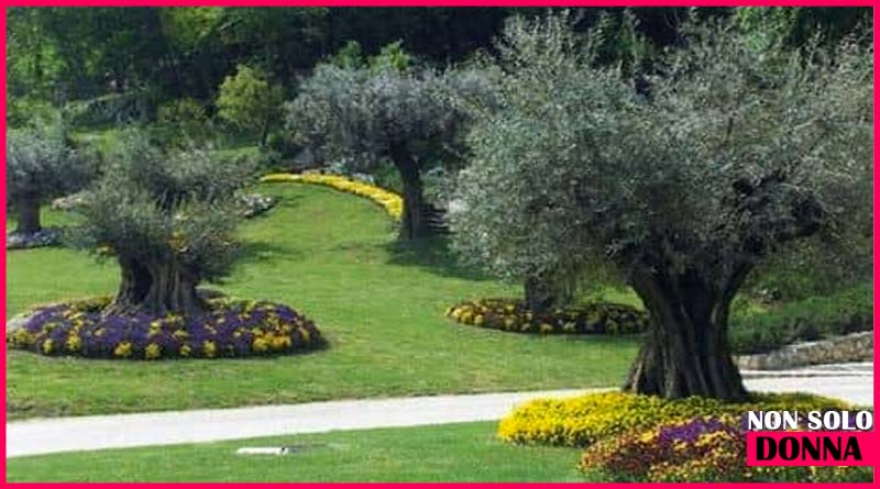 Obbligatorio piantare un albero per ogni persona che nasce