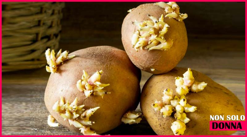 patate germogliate