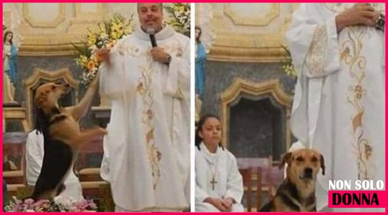 cani abbandonati