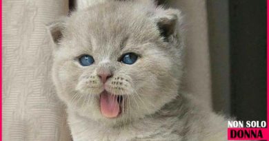 Il gatto è uno degli animali più magici sulle terra il gatto