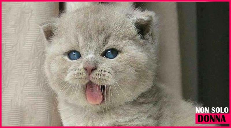 il gatto