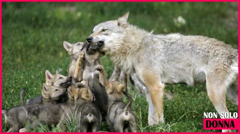 mamma lupo