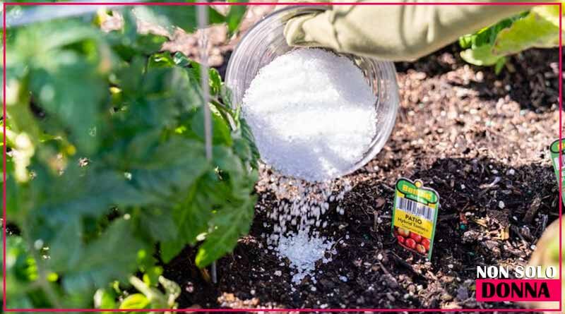 Cospargere di sale il terriccio delle piante: il trucco degli agricoltori che nessuno conosce